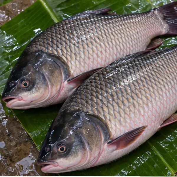 বড় মাছ