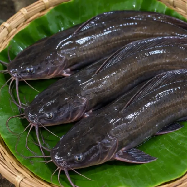 চাষের মাগুর