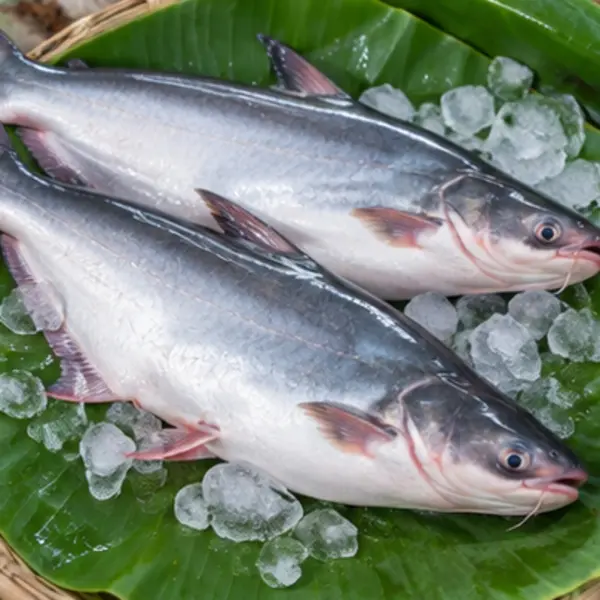 চাষের পাঙ্গাস