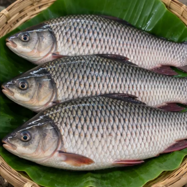 চাষের রুই