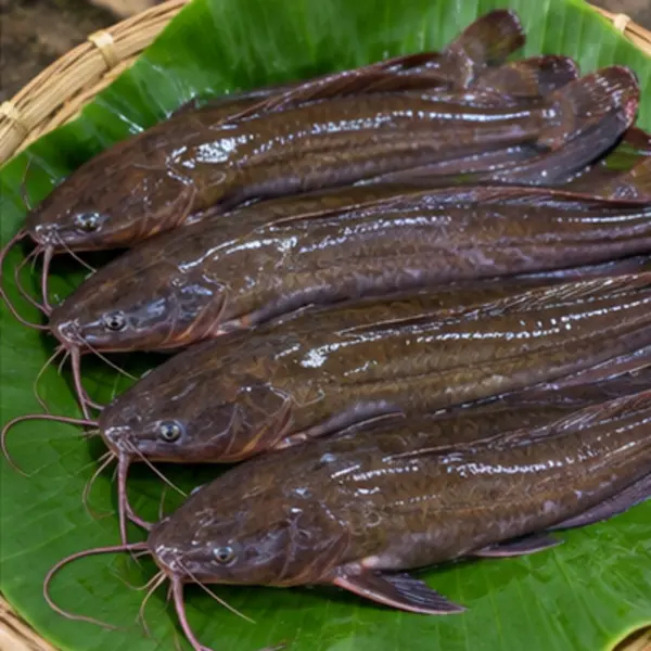 চাষের শিং