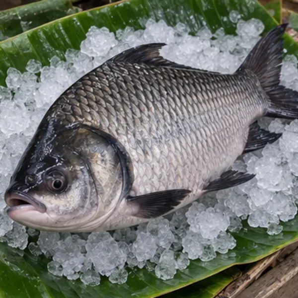 কাতলা