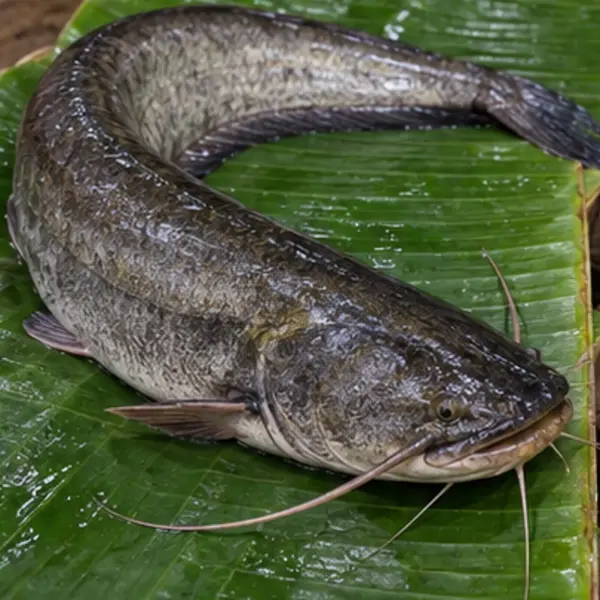 বোয়াল
