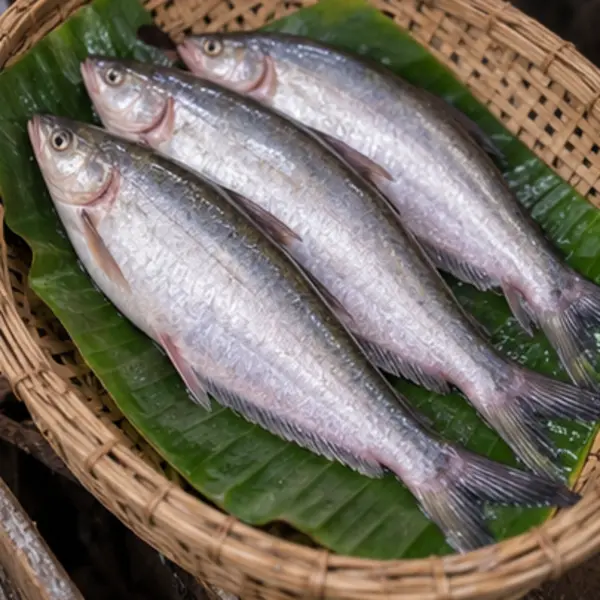পাবদা