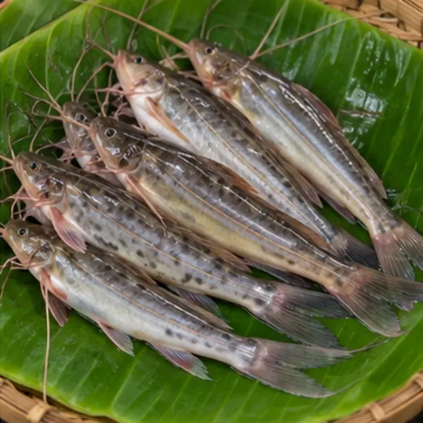 গুলশা