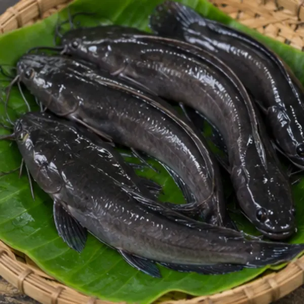মাগুর