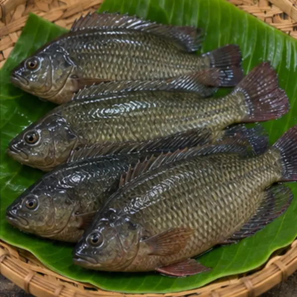 কৈ