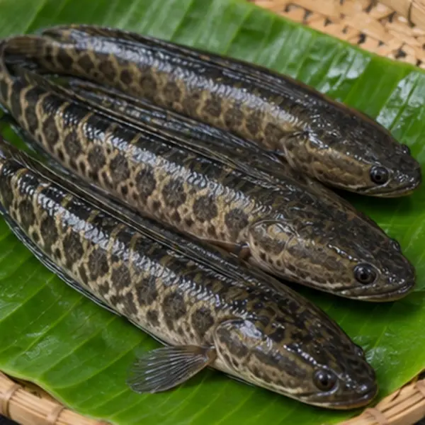 শোল