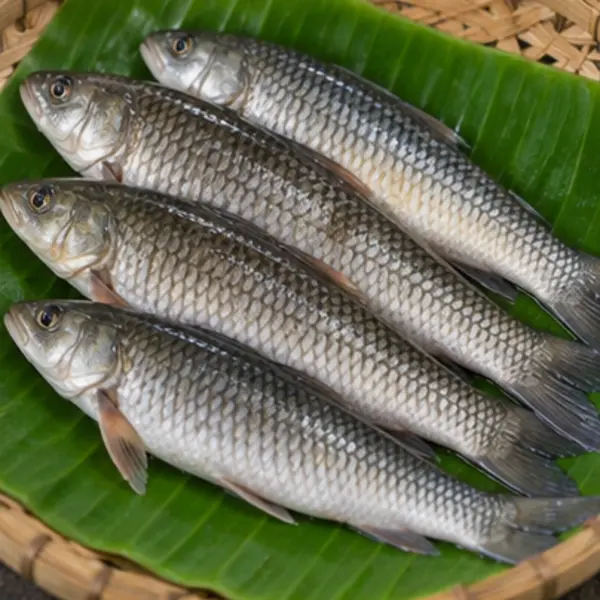 গজার