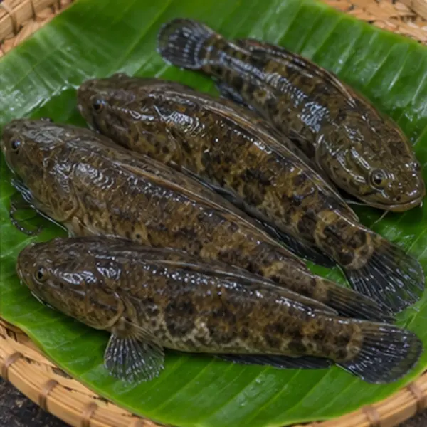 টাকি