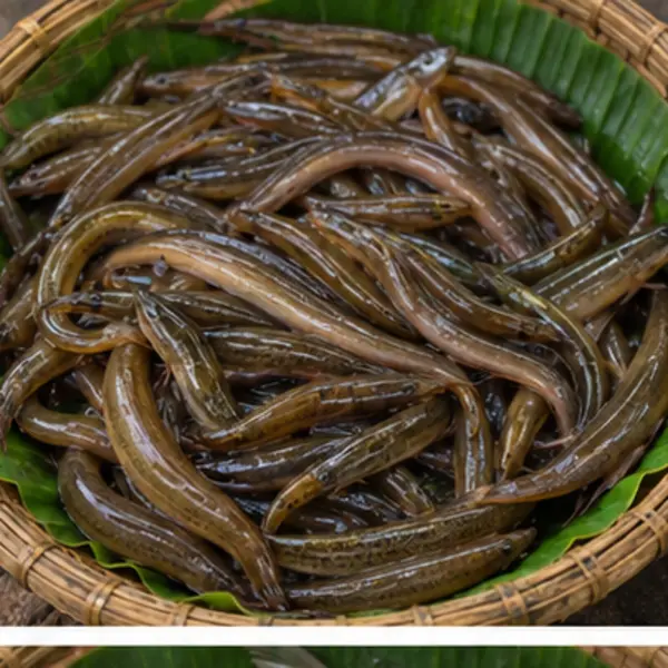 কুচিয়া