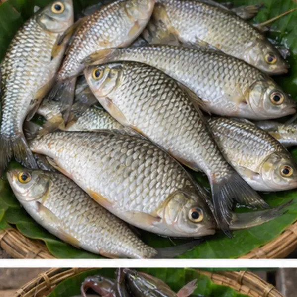 ঢেলা