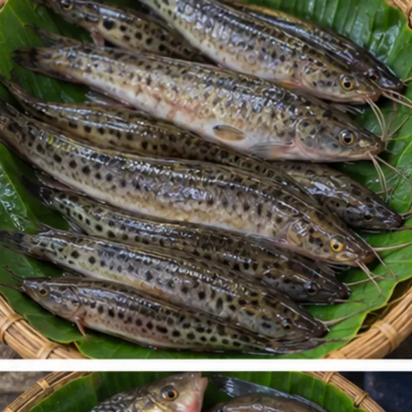 খলসে