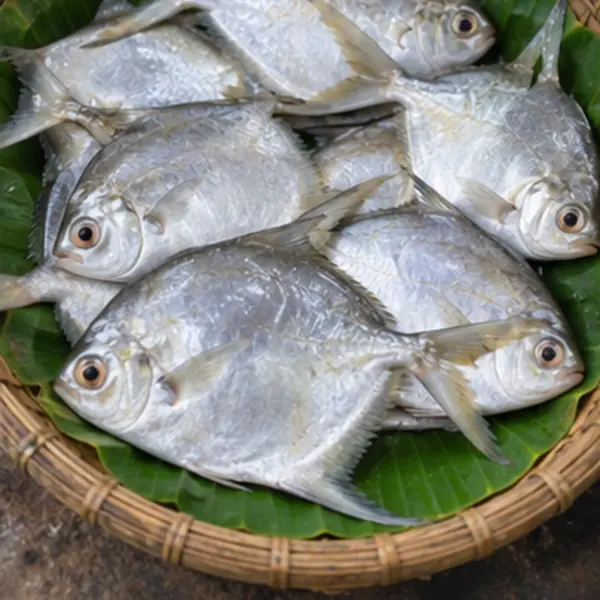 চান্দা