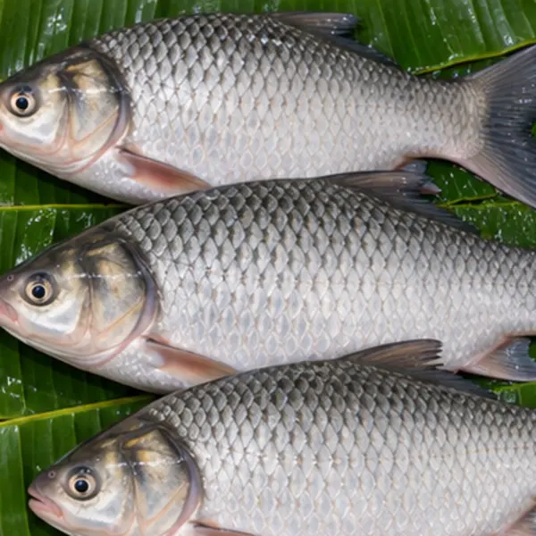 সিলভার কার্প