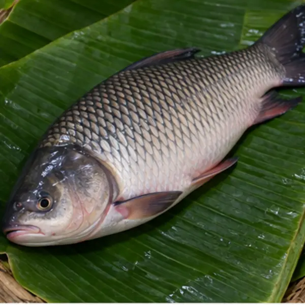 রুই (বড়)