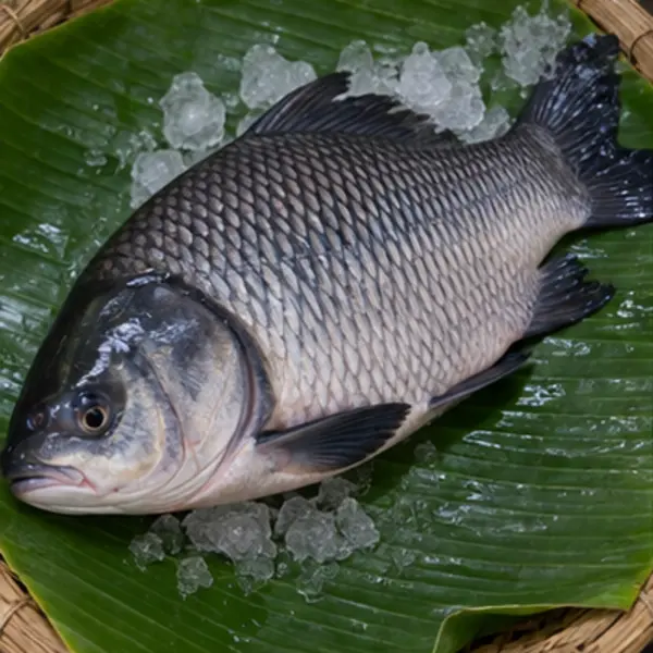 কাতলা (বড়)