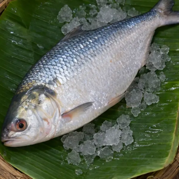 ইলিশ (বড়)