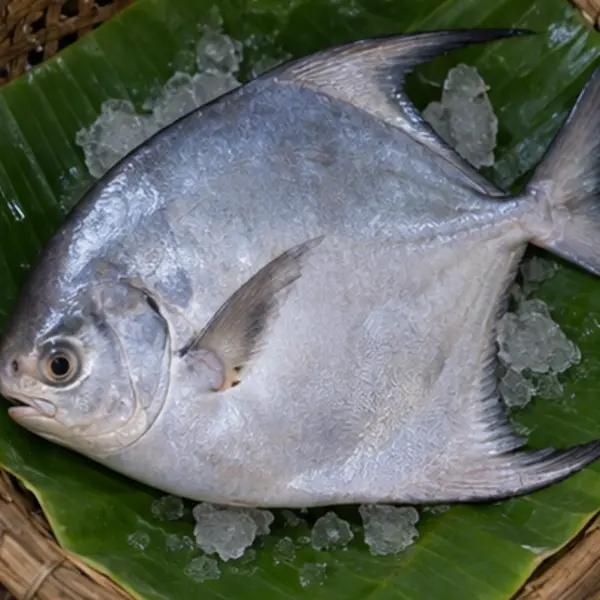 রূপচাঁদা (বড়)