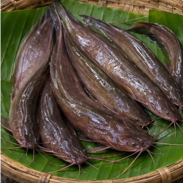 দেশি শিং