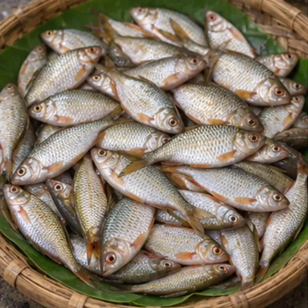 দেশি পুঁটি