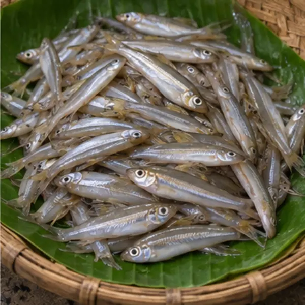 দেশি মলা