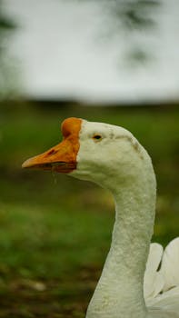 হাঁস